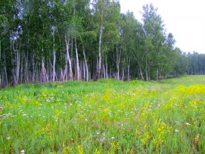 Леса юга Сибири и современное изменение климата